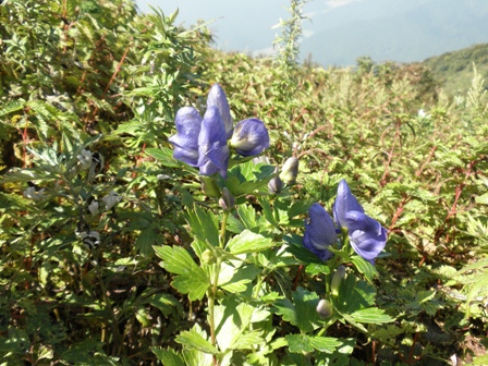 伊吹山のお花