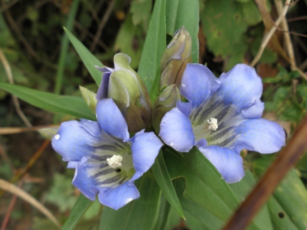 伊吹山のお花