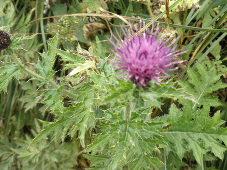伊吹山のお花