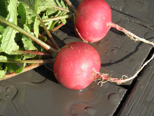 我が家の野菜とお花