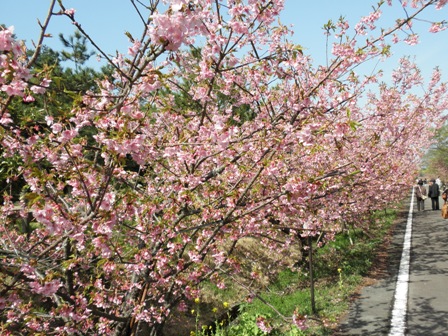 浜岡の河津桜