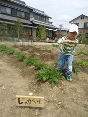 畑のようす 2011/05/01 07:31:41