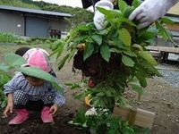 おひざくらぶのみんなとじゃがいも掘り♪ 2011/05/31 21:43:00