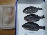 海釣り！