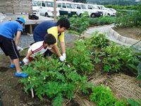 じゃがいも、すべて収穫！ 2011/06/19 19:16:41