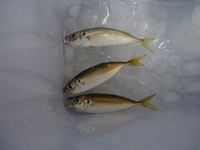 小あじ3匹 2011/06/26 11:22:30