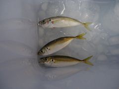 小あじ3匹