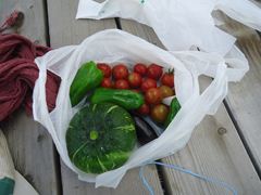 夏野菜収穫☆