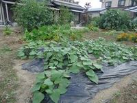 夏野菜収穫☆ 2011/06/29 07:51:03
