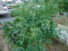 夏野菜収穫☆