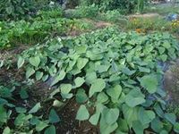 植物の生命力 2011/07/12 22:52:11