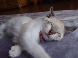 愛猫