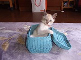 愛猫