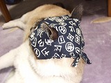 愛猫