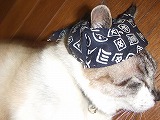 愛猫
