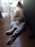 愛猫