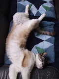 愛猫