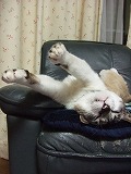 愛猫