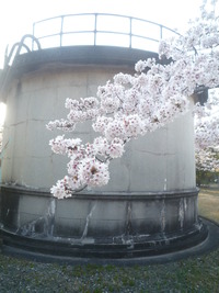 住吉ﾎﾟﾝﾌﾟ室の桜