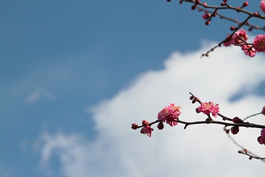 コレって何の花なんだろ？