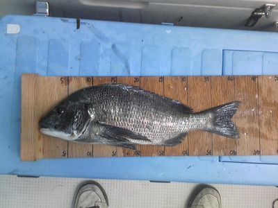 釣れた～！