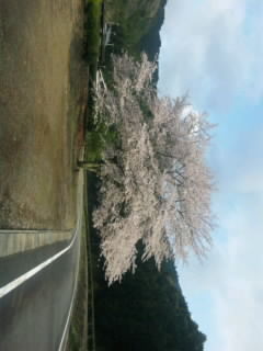 桜！