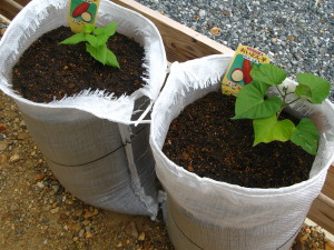 土嚢でサツマイモ栽培 L もりぞーのスローライフ
