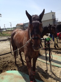 ♪　相良草競馬　♪ 2012/04/29 21:45:00
