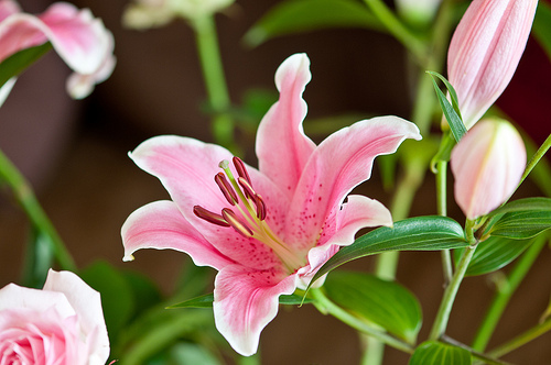 lily