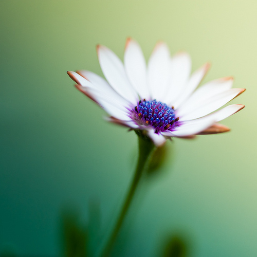 lily