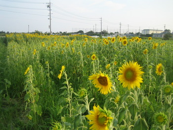 ひまわり畑のことでSBSラジオの取材をうけました。