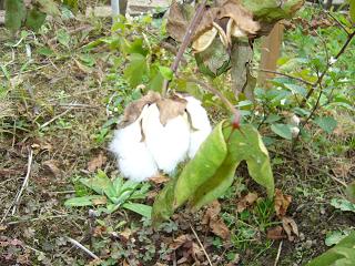 綿の収穫