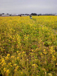 菜の花畑 2010/02/01 05:30:39