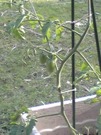今年のトマト 2009/07/13 19:52:52