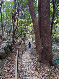 佐鳴湖公園　根川山歩き