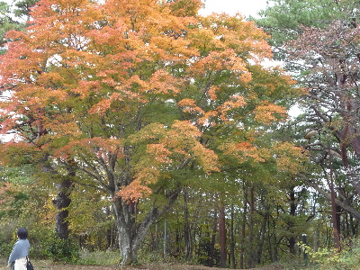 ハイキング同好会（ｉｎ富士五湖その１、紅葉台～三湖台～足和田山）