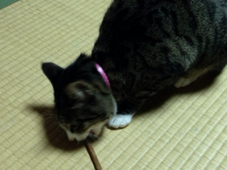 猫にまたたび
