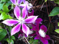 夏の花？ 2012/10/12 00:35:26