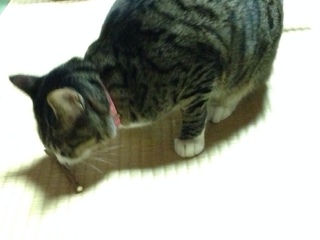 猫にまたたび