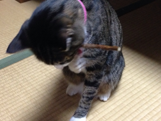 猫にまたたび