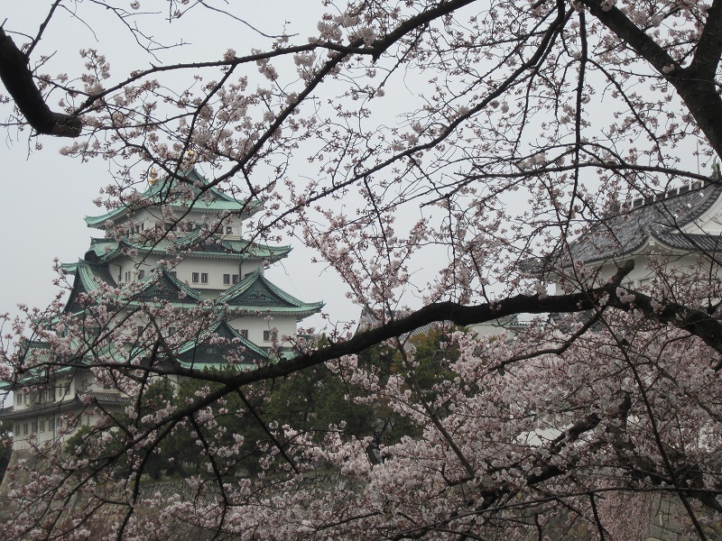 名古屋城　桜