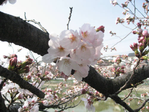 ４月１日は