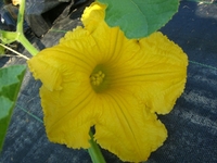 夏の野菜　カボチャ。 2015/06/23 19:10:30