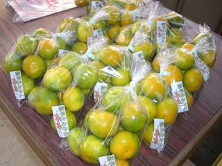 ミカンの収穫始まりました