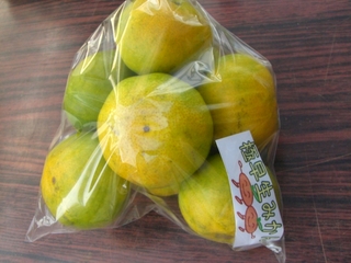 ミカンの収穫始まりました