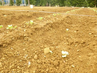人参の発芽