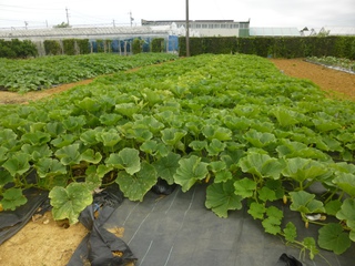 夏の野菜　カボチャ。