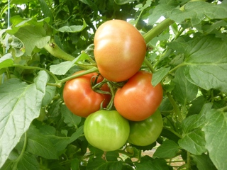 夏の野菜