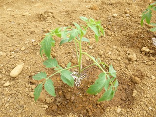 トマト栽培始まる。