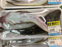 コッチん♪コッチん♪コッチんな〜♪ 2016/09/27 13:42:04